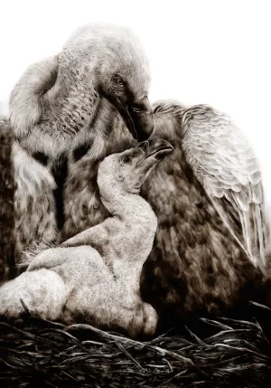 A smoke art drawing of a vulture mother with her chick, the mother’s head bent protectively toward the chick in the nest.