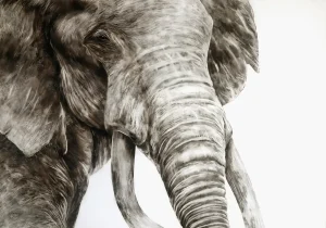 Smoke art portrait of an elephant titled "Oupoot," focusing on the animal’s wrinkled face, tusks, and soulful eye, symbolizing the spirit of the Knysna forest.