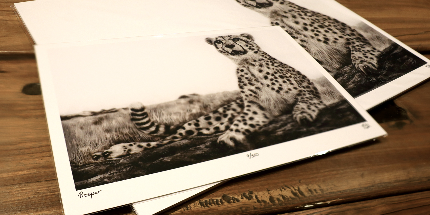 Limited Edition Prints