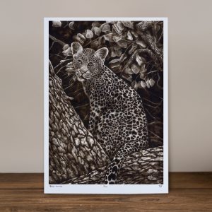 Quiet Curiosity - Limited Edition Prints