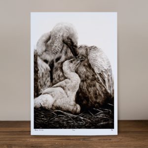 Venture - Limited Edition Prints