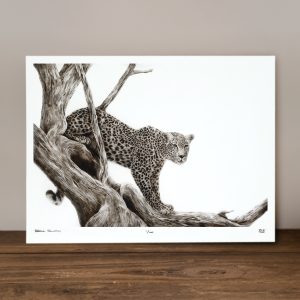Vigilant - Limited Edition Prints